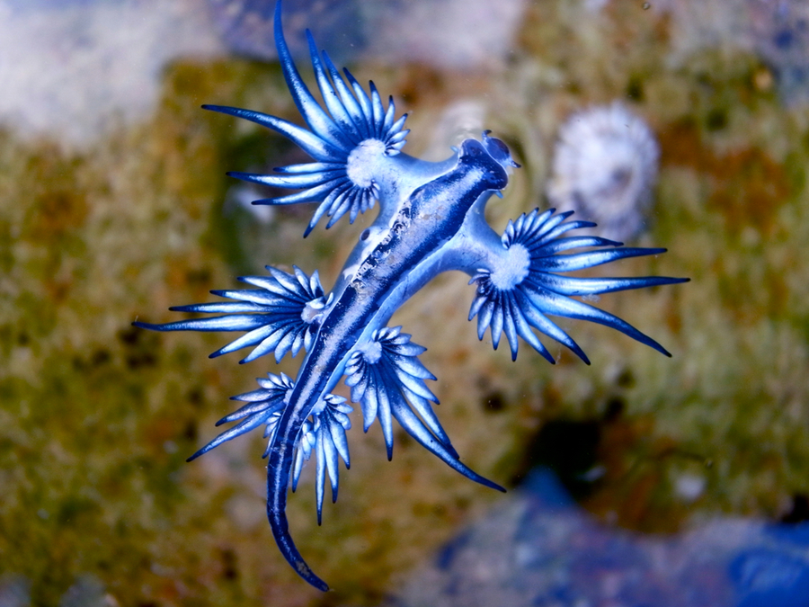 blue glaucus