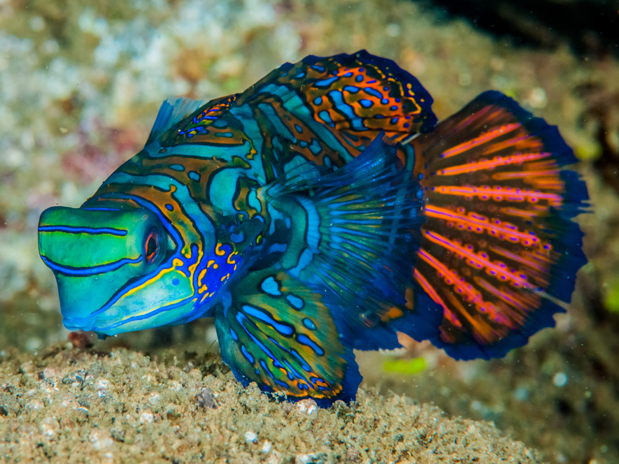 Mandarin Fish