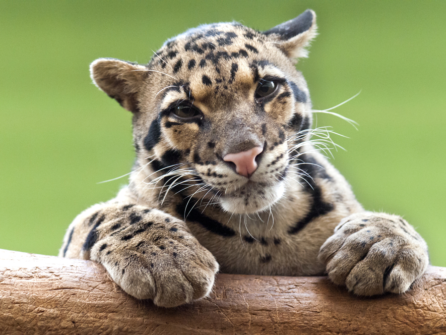 clouded leopard