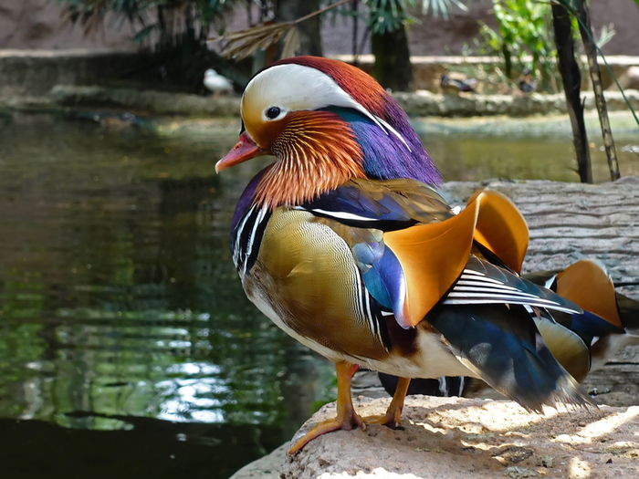 Mandarin Duck