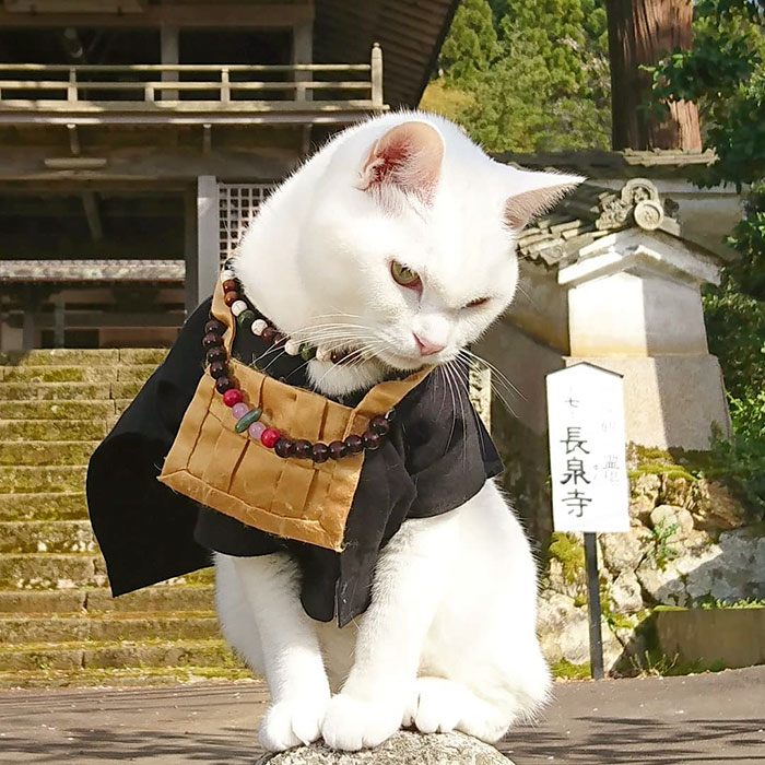 Cats Showcasing Their Ultimate Mastery in a Unique Manner at a Japanese Temple.NgocChau