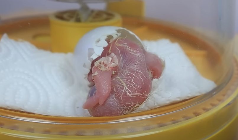 From Hatching to Vision: The Journey of a Baby Macaw Opening Its Eyes