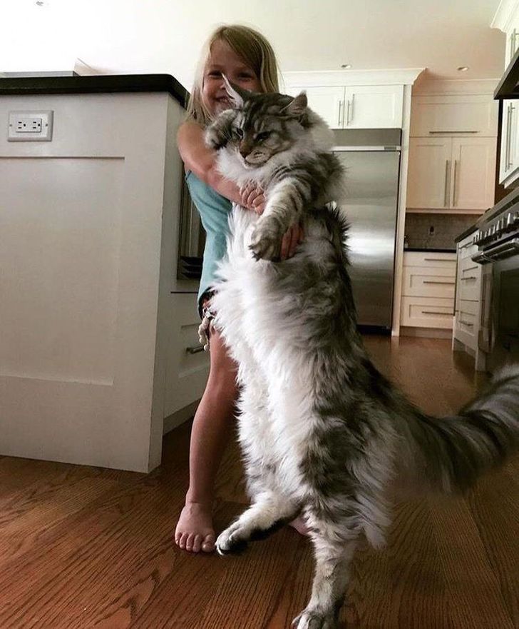 "Boss Cats: Behold the Majesty of 21 Maine Coons That Rule the Feline Kingdom" - yeudon