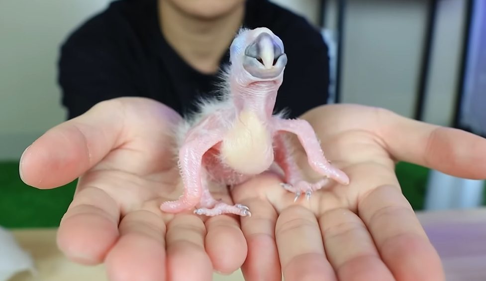 From Hatching to Vision: The Journey of a Baby Macaw Opening Its Eyes