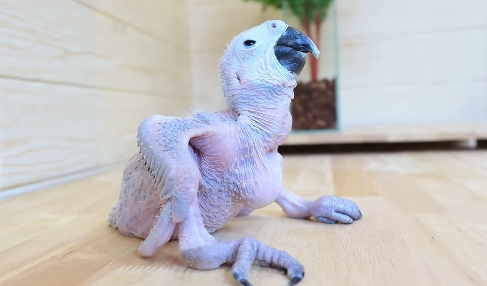 From Hatching to Vision: The Journey of a Baby Macaw Opening Its Eyes