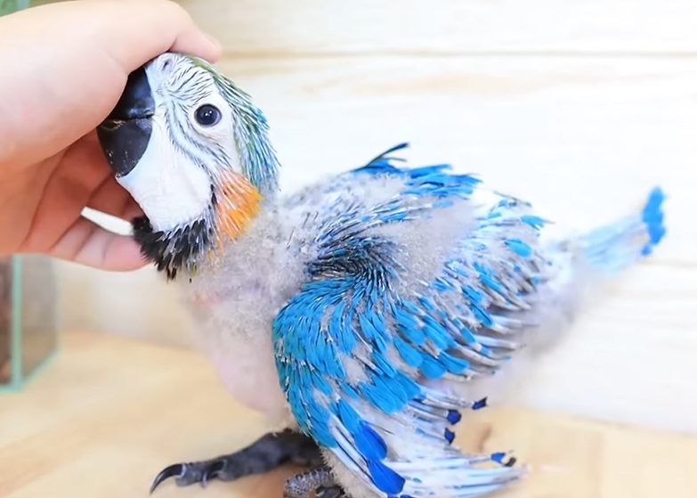 From Hatching to Vision: The Journey of a Baby Macaw Opening Its Eyes