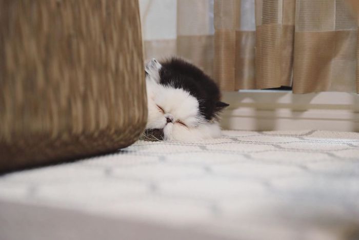 Zuu: The Living Alarm Clock – Meet the Cat that Wakes You Up in the Most Adorable Way.NgocChau