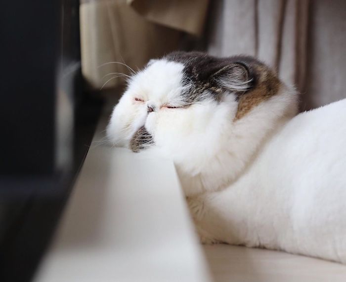 Zuu: The Living Alarm Clock – Meet the Cat that Wakes You Up in the Most Adorable Way.NgocChau