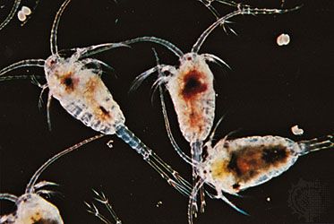 Copepods (Temora)