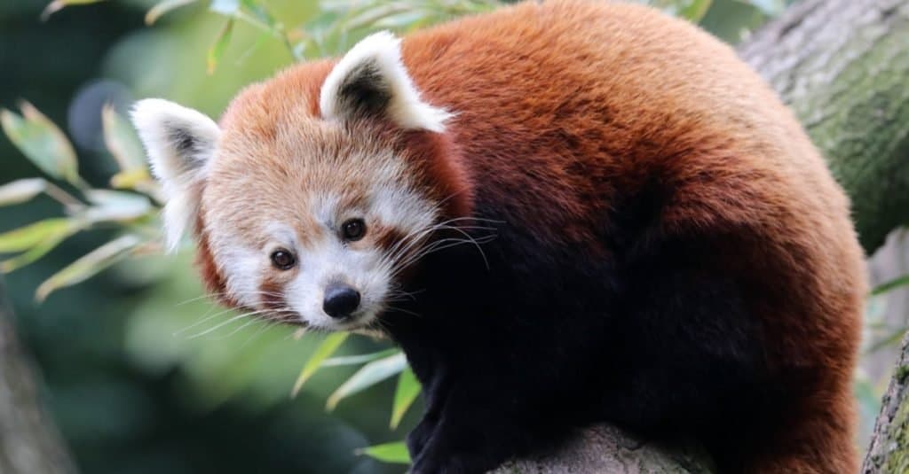 Cutest Animals: Red Panda