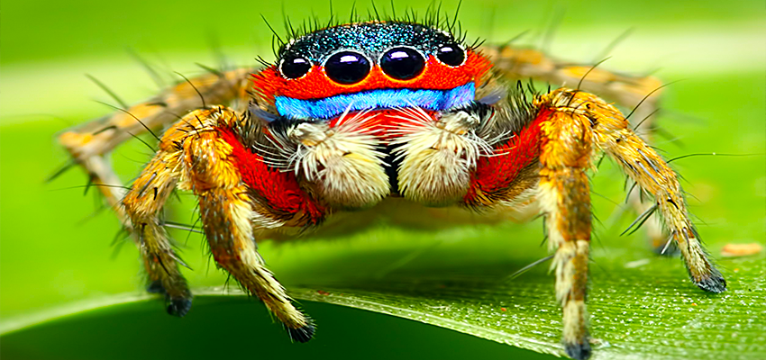 Giant Jumping Spider