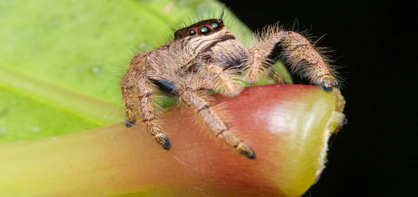 Giant Jumping Spider