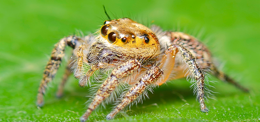 Giant Jumping Spider