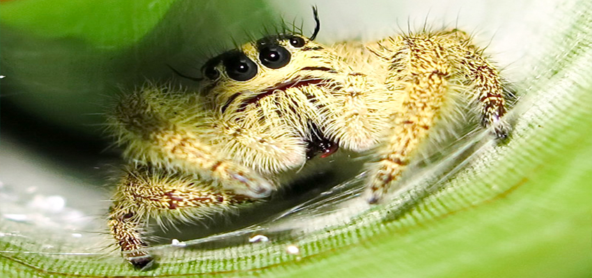 Giant Jumping Spider