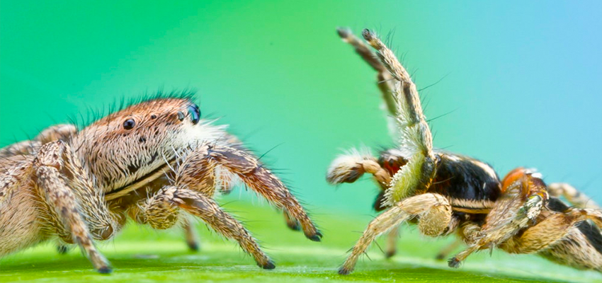 Giant Jumping Spider