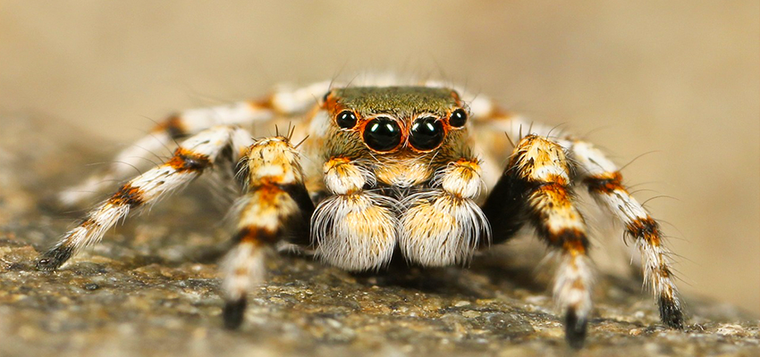 Giant Jumping Spider