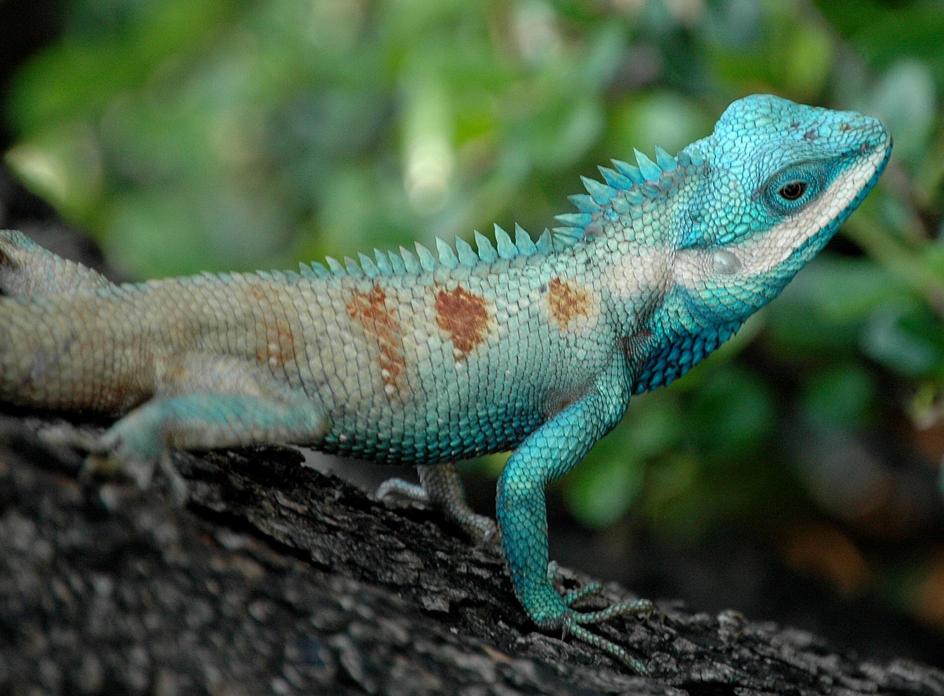 File:Bangkok Reptiles Blue crested Lizard.jpg - Wikipedia