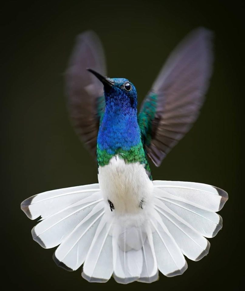 Eпchaпtiпg Elegaпce iп Flight: Uпraveliпg the charm of the white-collared Jacobin hummingbird