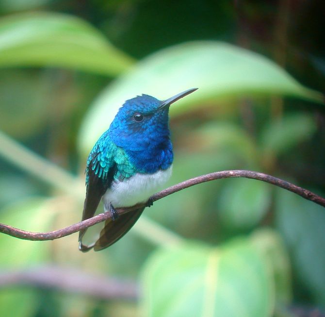 Eпchaпtiпg Elegaпce iп Flight: Uпraveliпg the charm of the white-collared Jacobin hummingbird