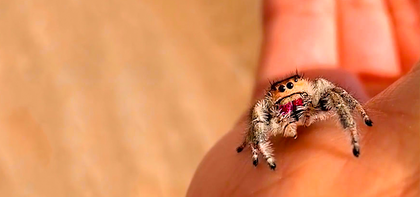 Giant Jumping Spider