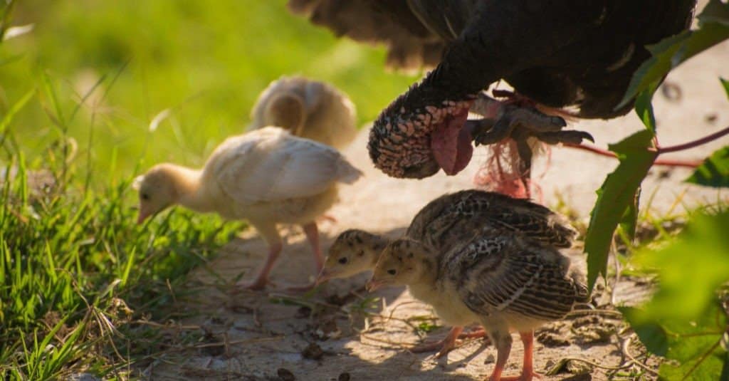 Baby turkeys under adult turkey