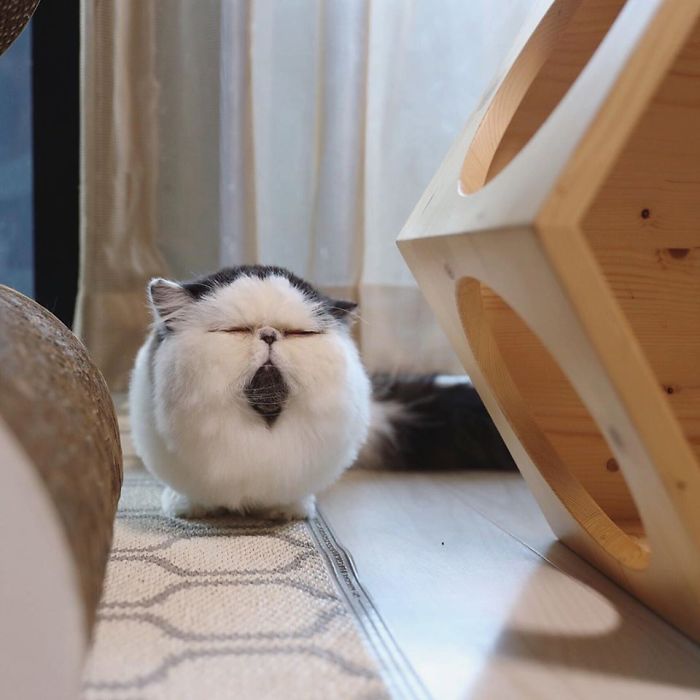 Zuu: The Living Alarm Clock – Meet the Cat that Wakes You Up in the Most Adorable Way.NgocChau