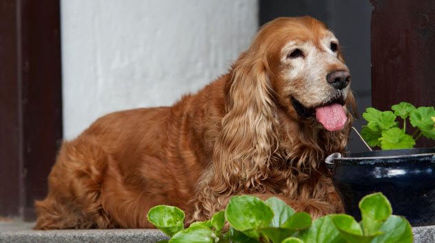 cocker spaniel dog