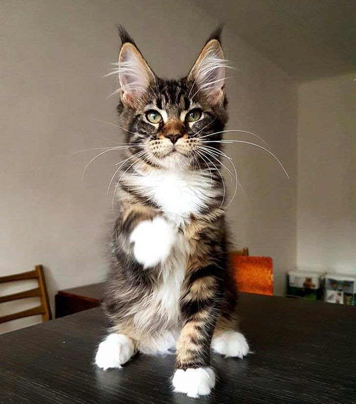 "Boss Cats: Behold the Majesty of 21 Maine Coons That Rule the Feline Kingdom" - yeudon