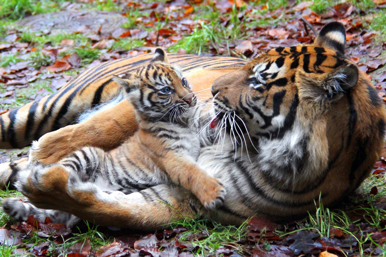 Image may contain Animal Wildlife Mammal and Tiger