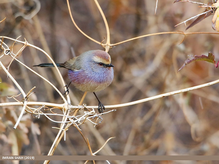 The bird has fairy-tale beauty, but has a crude name that does not match its beauty.