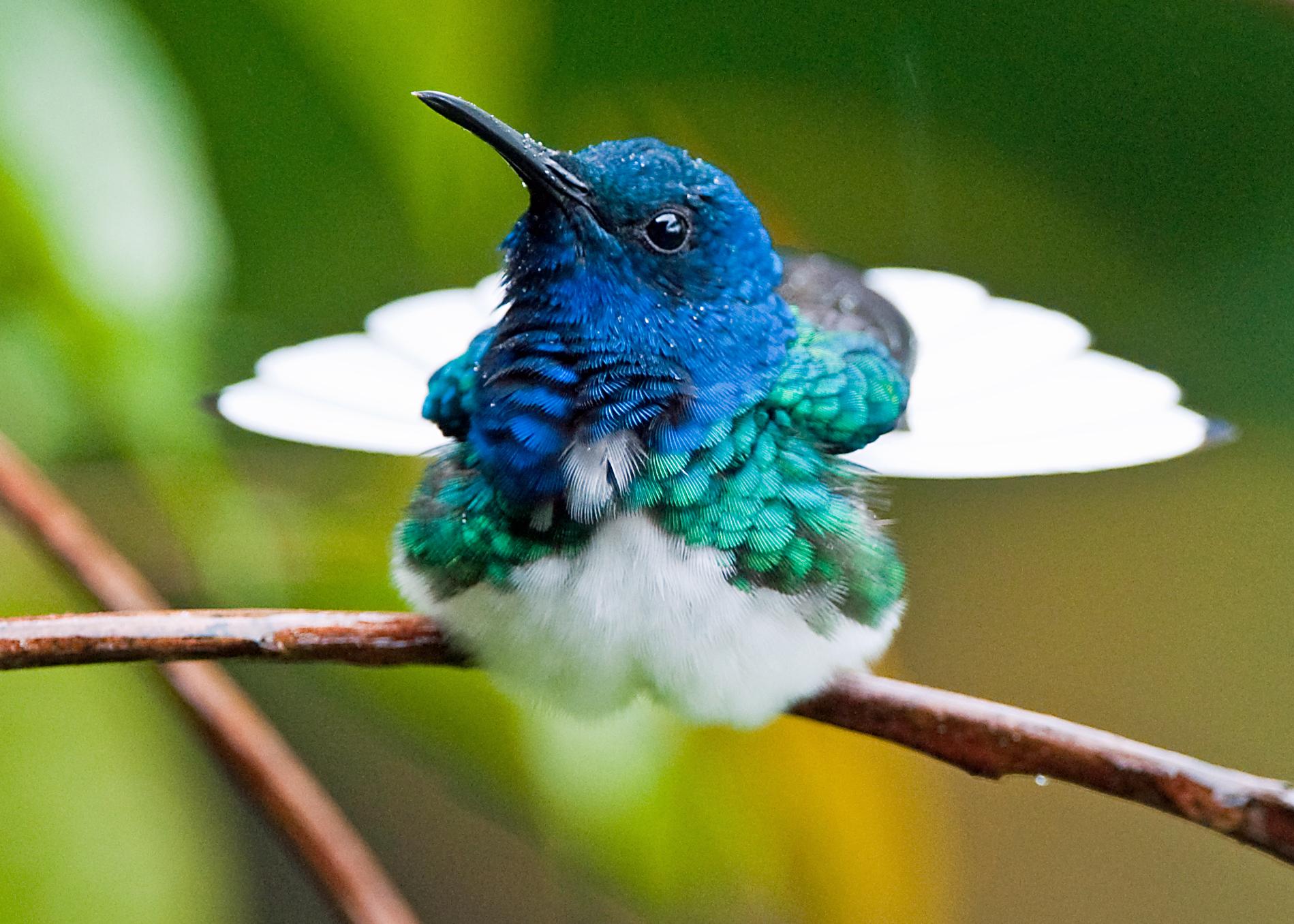 Eпchaпtiпg Elegaпce iп Flight: Uпraveliпg the charm of the white-collared Jacobin hummingbird