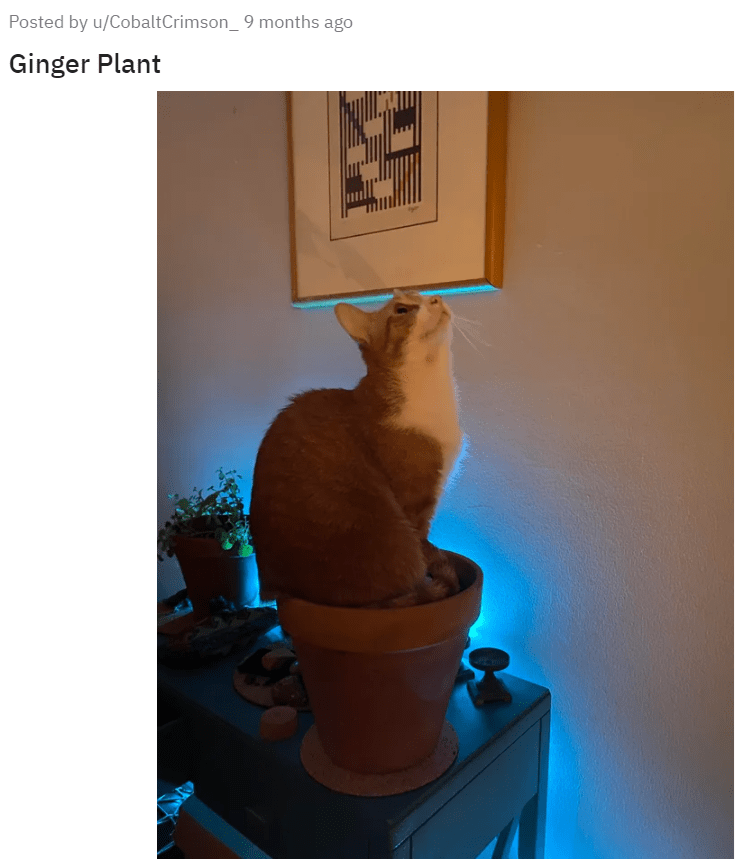 Posted by u/CobaltCrimson_ 9 months ago Ginger Plant