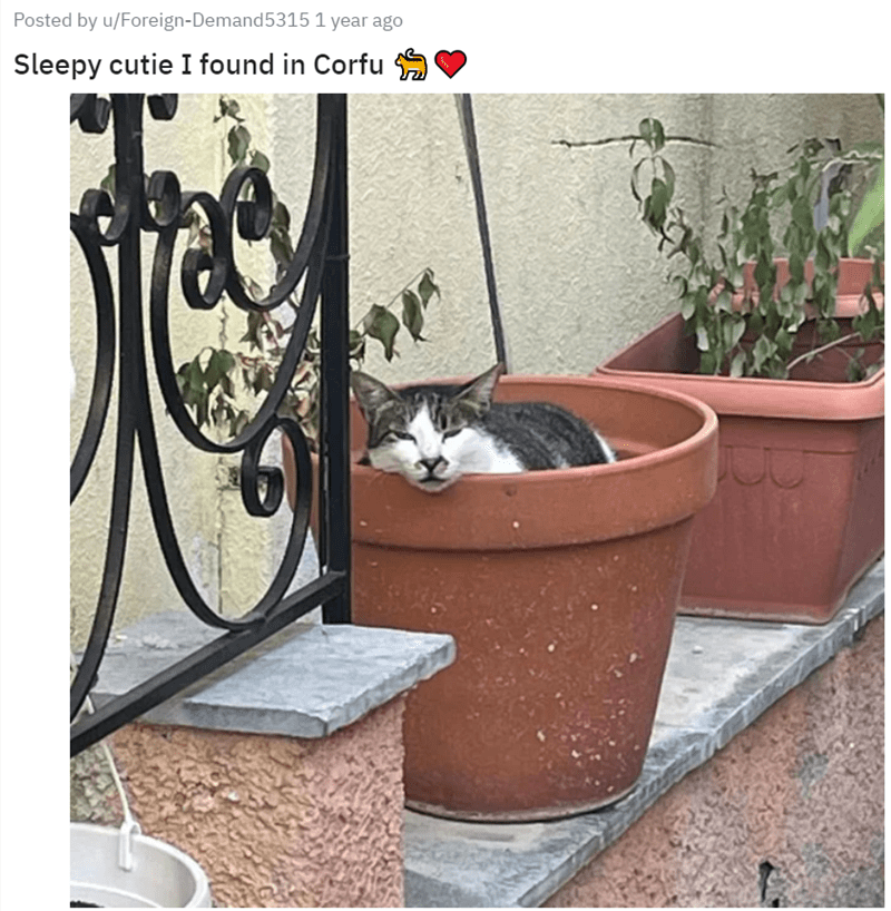 Posted by u/Foreign-Demand 5315 1 year ago Sleepy cutie I found in Corfu