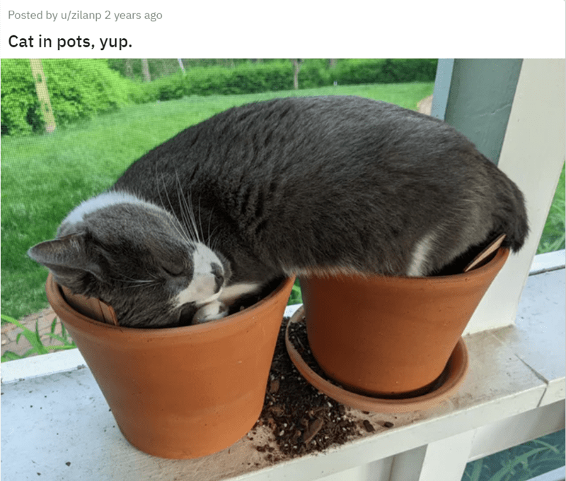 Posted by u/zilanp 2 years ago Cat in pots, yup.