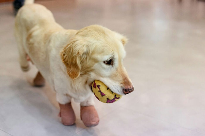 Puppy Who Lost All 4 Paws In Korean Meat Market Finally Gets Adopted