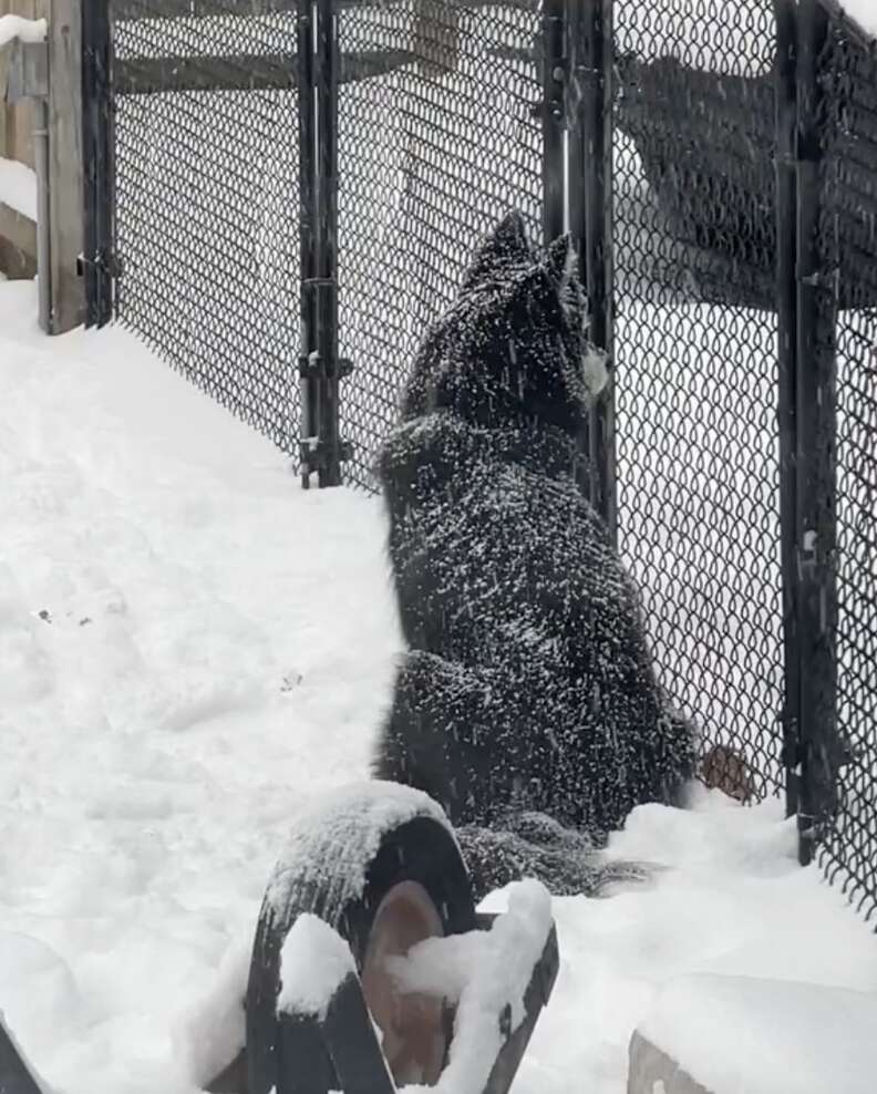 Bored husky sits in the snow alone