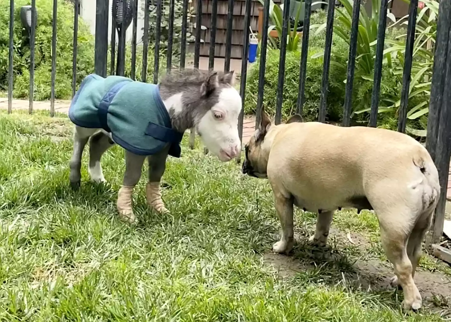 smallest horse