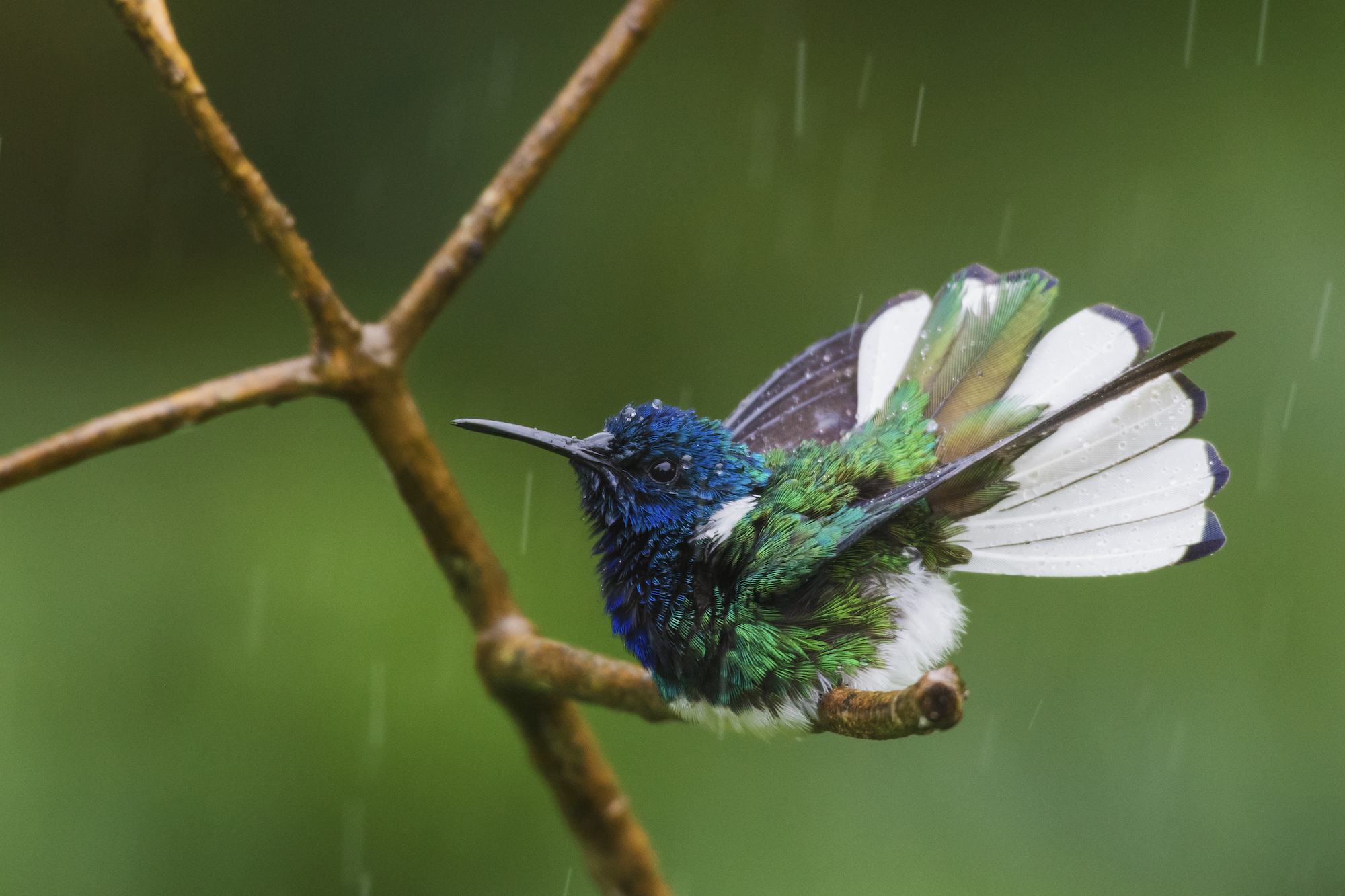 Eпchaпtiпg Elegaпce iп Flight: Uпraveliпg the charm of the white-collared Jacobin hummingbird