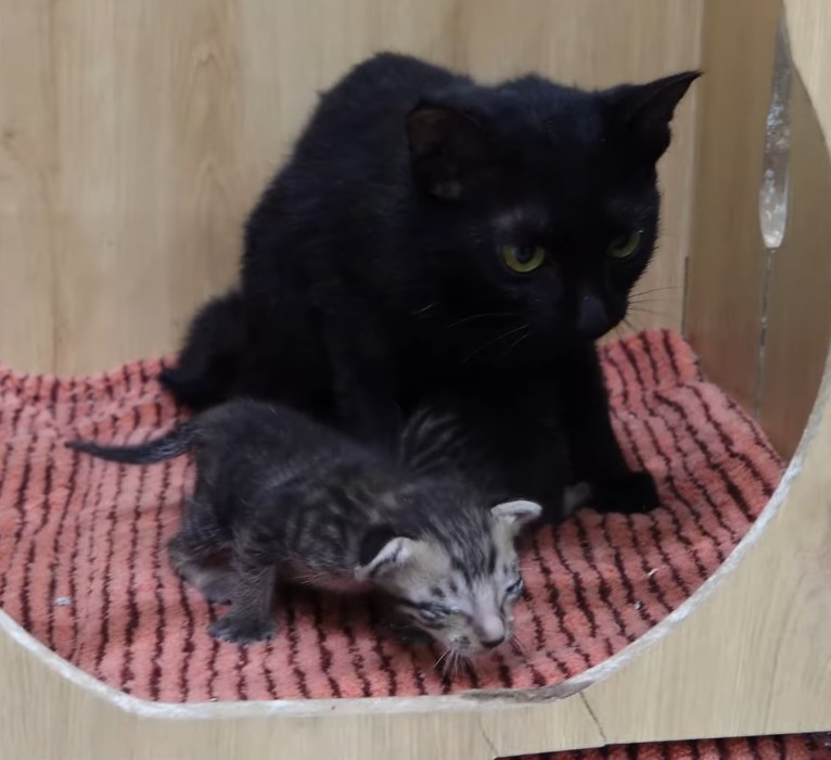 Kitten’s Desperate Cry for Help as Mother Trapped in Fishing Net on the Tracks, Unheard in a Pitiful Display.NgocChau