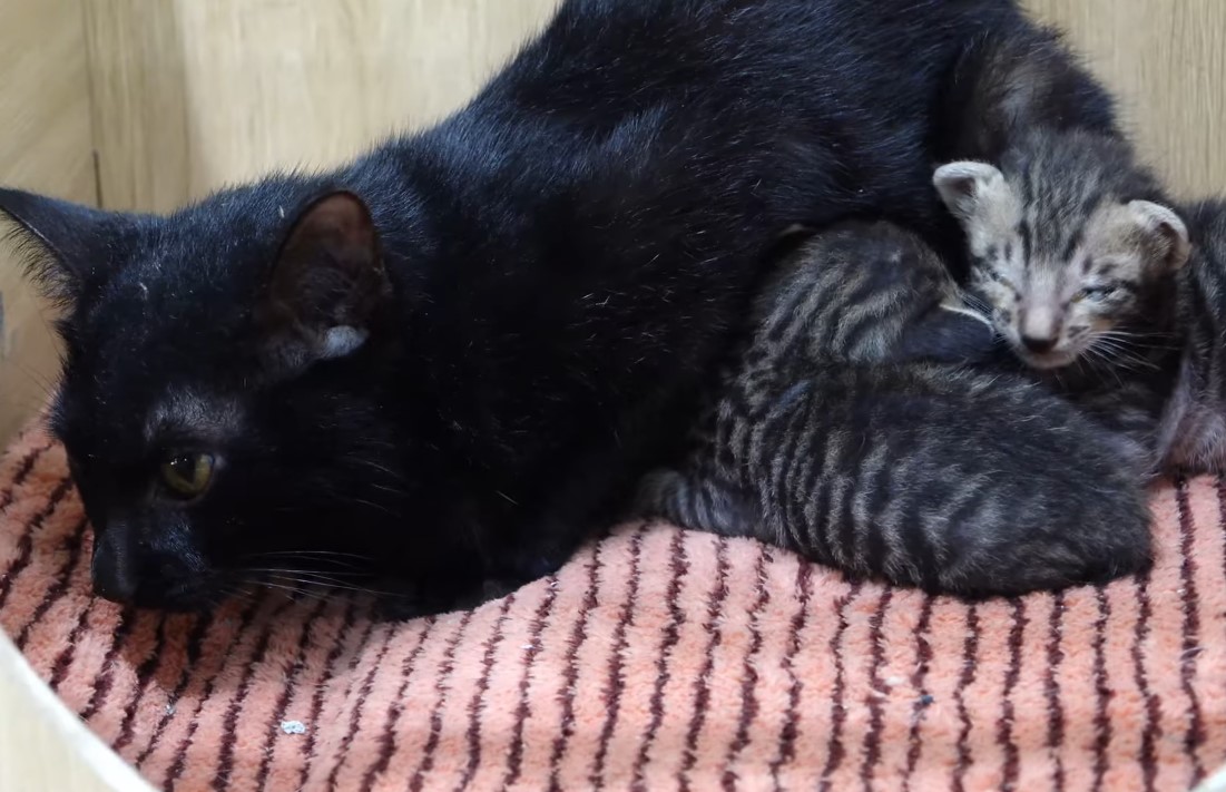 Kitten’s Desperate Cry for Help as Mother Trapped in Fishing Net on the Tracks, Unheard in a Pitiful Display.NgocChau