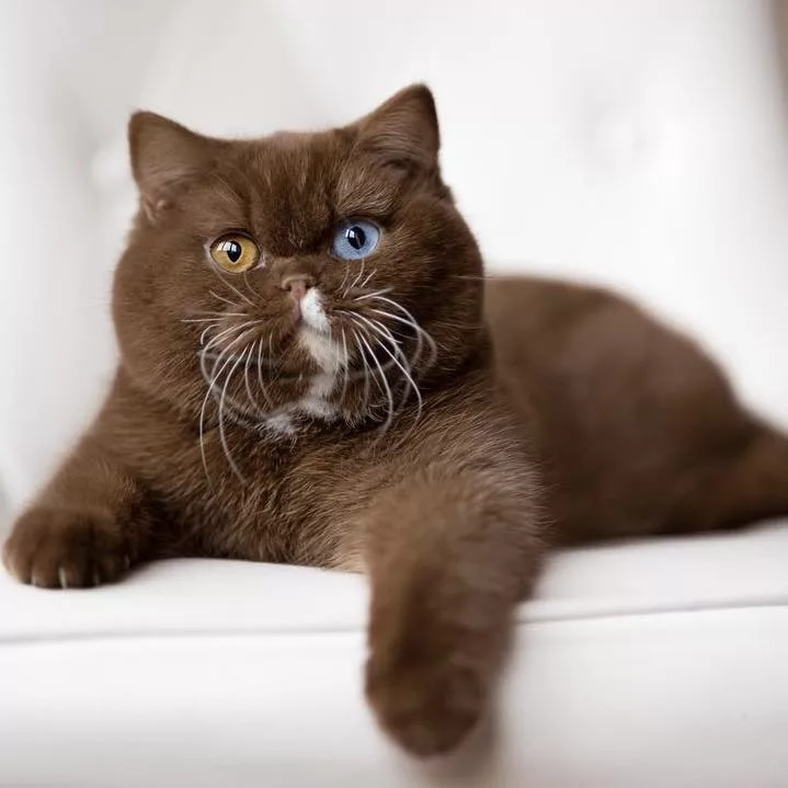 Juno: The Feline Teddy Bear with Charming Mismatched Eyes - A Heartwarming Introduction - amazingmindscape.com