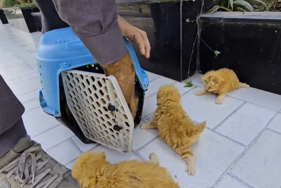 A man helped a dying cat and her kittens. You won’t believe what happened next!.NgocChau