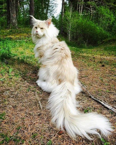 Introducing Lotus: The Magnificent Maine Coon Cat, a Giant Bundle of Affection - amazingmindscape.com