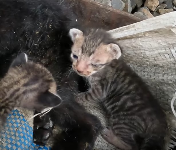 Kitten’s Desperate Cry for Help as Mother Trapped in Fishing Net on the Tracks, Unheard in a Pitiful Display.NgocChau