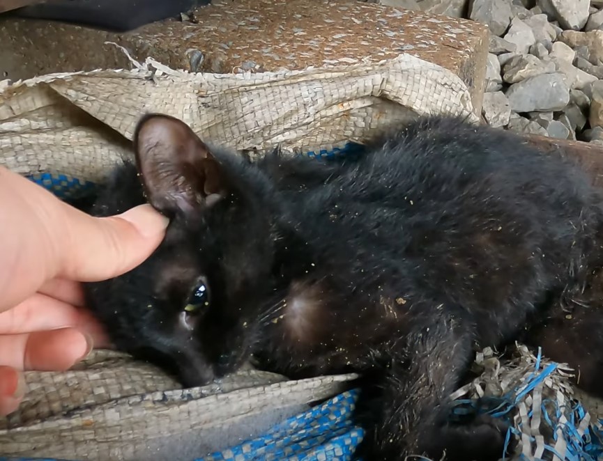 Kitten’s Desperate Cry for Help as Mother Trapped in Fishing Net on the Tracks, Unheard in a Pitiful Display.NgocChau