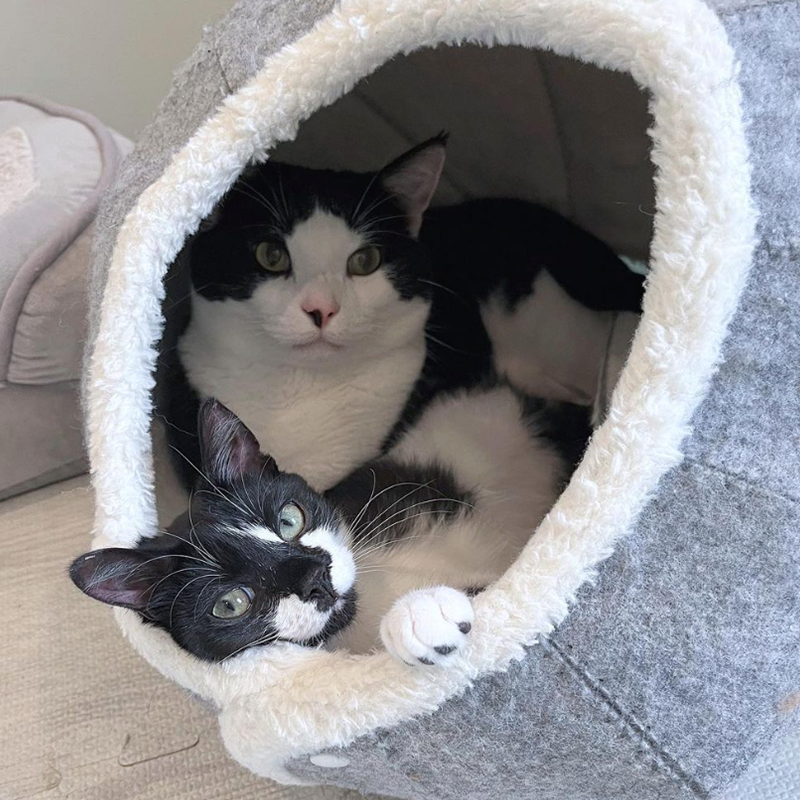 Kolbe and Chloe in a cozy bed together.