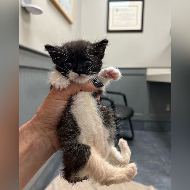 Clarice the Munchkin Manx kitten, Odd Cat Sanctuary, MA, 2