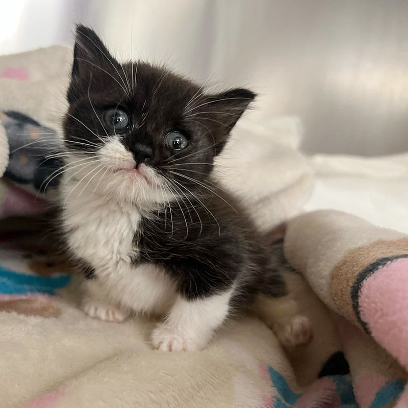 Clarice the Munchkin Manx kitten, Odd Cat Sanctuary, MA, 5