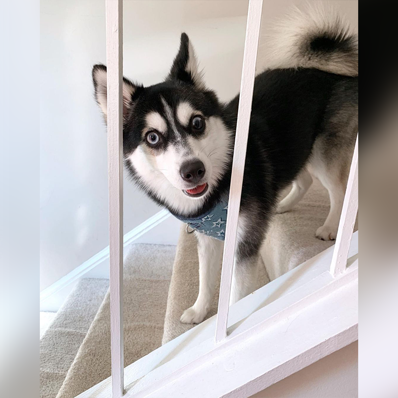 Theo the Pomsky comes down the steps, Theo and Kolbe