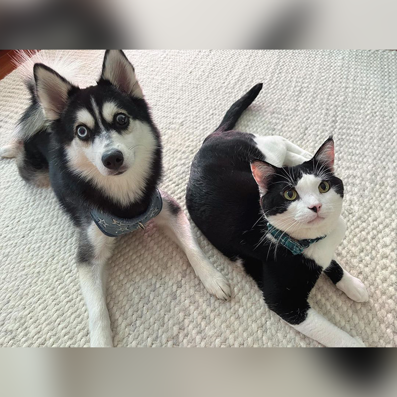 Theo and Kolbe on the floor together in Arlington area